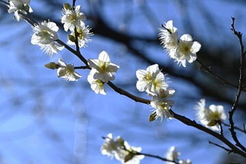 Japanese apricot (Ume) flowers. Flowers that fascinate and move the hearts of Japanese people as they remind us of the arrival of spring in the harsh cold.