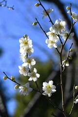 Japanese apricot (Ume) flowers. Flowers that fascinate and move the hearts of Japanese people as they remind us of the arrival of spring in the harsh cold.