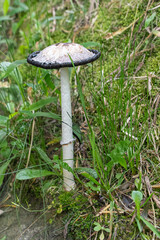 Coprinus comatus