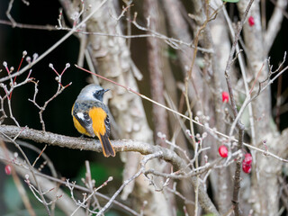 枝できょろきょろジョウビタキ
