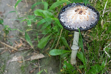 Coprinus comatus