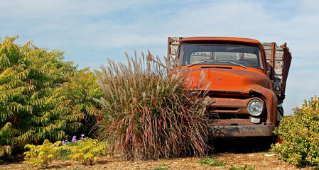 Old red truck on a farm with Fall and Autumn style, nature and plants.