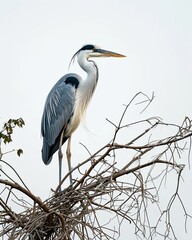 A graceful heron perches on the branch of an old tree AI Generative