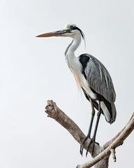 Obraz premium Solitude Heron's standing on wood branches AI Generative