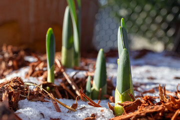 Daffodil Bulb Sprouts Pop Up above the Snowy Ground