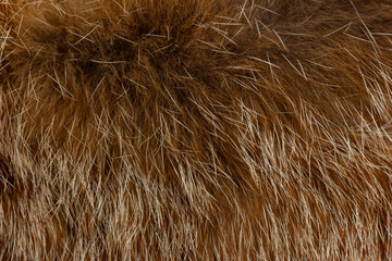 Macro close up of fox fur detail texture