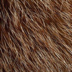 Macro close up of fox fur detail texture