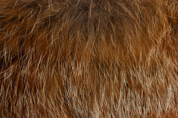 Macro close up of fox fur detail texture