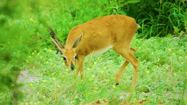 Close up of an Antelope called Oribi (Ourebia Ourebi) Grazing grass in serengeti national park, tanzania. 