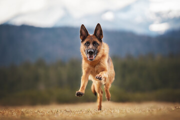 springender laufender altdeutscher Schäferhund