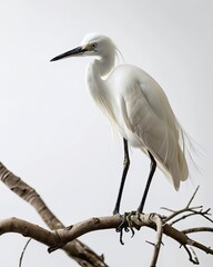 Obraz premium The Little Egret standing on small branches isolated on white AI Generative