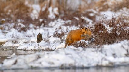 Red Fox in snow and ice along a riverbank
