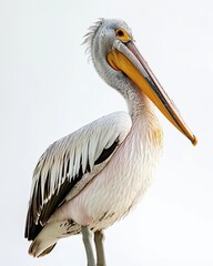 the Pink-backed Pelican isolated on white background AI Generative