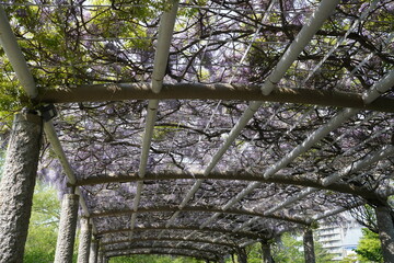 中島公園（北海道札幌市）　藤棚