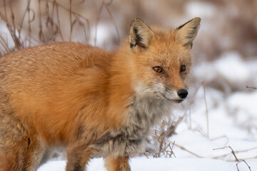 Obraz premium Red Fox in snow and ice along a riverbank 