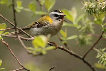 Fototapeta premium Fire crest bird.