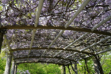 中島公園（北海道札幌市）　藤棚