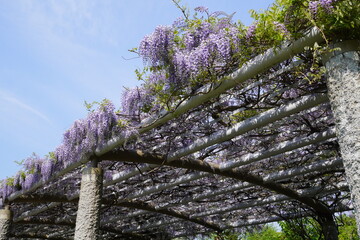 中島公園（北海道札幌市）　藤棚