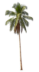 Fototapeta premium Tropical Coconut palm tree isolated on white background with clipping path. 