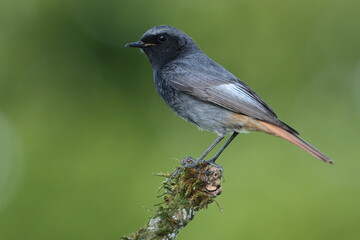 Black redstart bird 