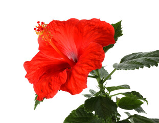 Beautiful red hibiscus flower with green leaves isolated on white