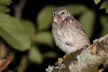 Little owl.