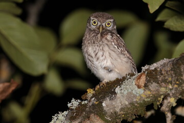 Little owl