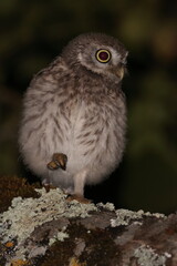 Little owl
