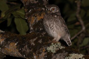 Little owl