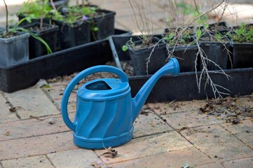 Watering can and new trees on Tu Bishvat Jewish holiday
