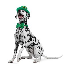 St. Patrick's day celebration. Cute Dalmatian dog with leprechaun hat and green bow tie isolated on...
