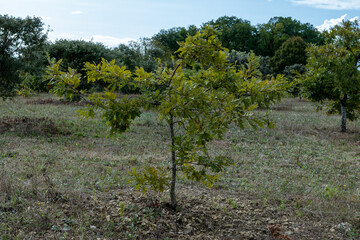 Truffle farm, cultivation of black winter Perigord truffles mushrooms, Tuber melanosporum, oak plantation, truffle hunting on fields with oak trees