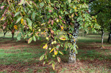 Plantation of high-quality PDO certified walnuts trees in Perigord Limousin Regional Natural Park, France in summer