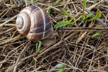 French cuisine, big tasty edible land snails escargot growing on snail farm in Burgugne, France close up