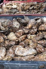 Fresh french Gillardeau oysters molluscs in wooden box ready to eat