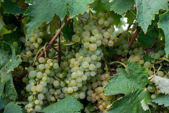 Harvest time in Cognac white wine region, Charente, ripe ready to harvest ugni blanc grape uses for Cognac strong spirits distillation, France