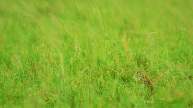 Cape ground squirrel (Geosciurus inauris) or Xerus in Green grasses of savannah of Botswana South Africa.