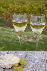 Tasting of grand cru sparkling white wine with bubbles champagne on chardonnay vineyards in Avize,  grand cru wine producer small village, Cote des Blancs, Champagne, France