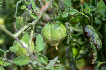 Vine of tomato plant with many big ripening organic tomatoes vegetables in garden