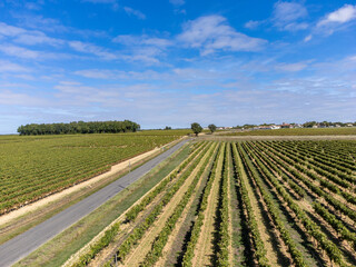 Harvest time in Cognac white wine region, Charente, ripe ready to harvest ugni blanc grape uses for Cognac strong spirits distillation, France