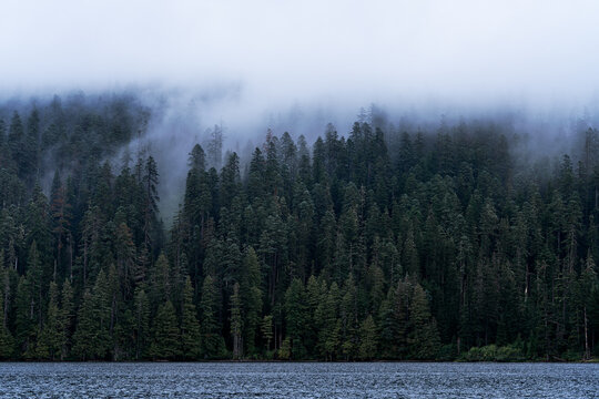 Trees in Fog