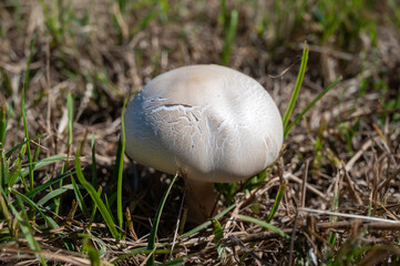 Wild white champignons mushrooms growing in grass in forest