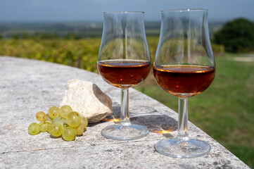 Tasting of Cognac strong alcohol drink in Cognac region, Charente with rows of ripe ready to harvest ugni blanc grape on background uses for spirits distillation, France