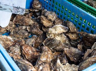 Fresh french Gillardeau oysters molluscs in wooden box ready to eat