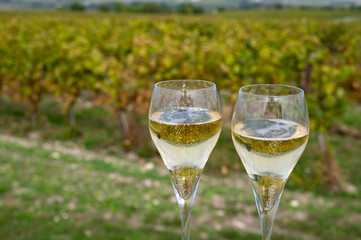 Tasting of grand cru sparkling white wine with bubbles champagne on chardonnay vineyards in Avize,  grand cru wine producer small village, Cote des Blancs, Champagne, France