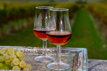 Tasting of Cognac strong alcohol drink in Cognac region, Charente with rows of ripe ready to harvest ugni blanc grape on background uses for spirits distillation, France