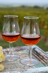 Tasting of Cognac strong alcohol drink in Cognac region, Charente with rows of ripe ready to...