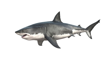 shark on a transparent background