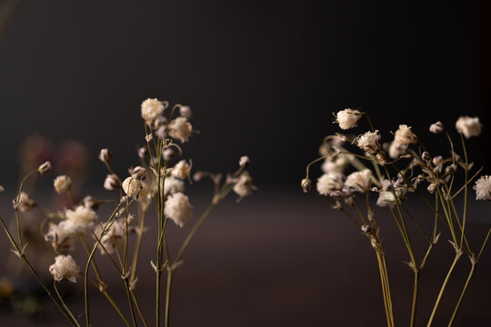 paisaje de flores blancas, nube, con fondo negro y espacio para texto