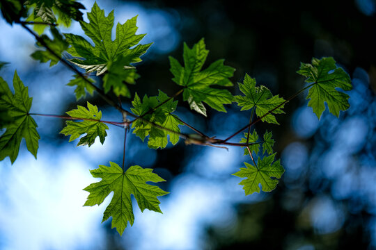 Green Leaves Against Blue Sky